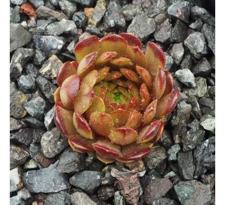 Sempervivum BRONZE PLASTIC