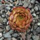 Sempervivum BRONZE PLASTIC