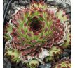 Sempervivum MRS. GIUSEPPI