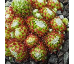 Sempervivum HOOKERI