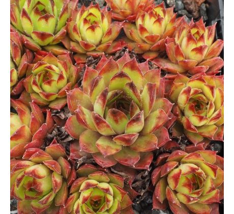 Sempervivum ARWIDE