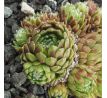 Sempervivum ANTJE