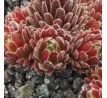 Sempervivum APHRODITE