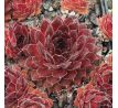 Sempervivum ALDO MORO