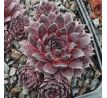 Sempervivum BURNT EMBERS