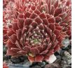 Sempervivum KING GEORGE