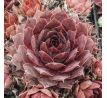 Sempervivum KRATER