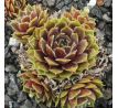 Sempervivum JUBILEE