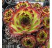 Sempervivum LORETTA