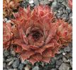 Sempervivum KIKI