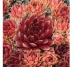 Sempervivum LEE