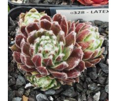 Sempervivum LATEX