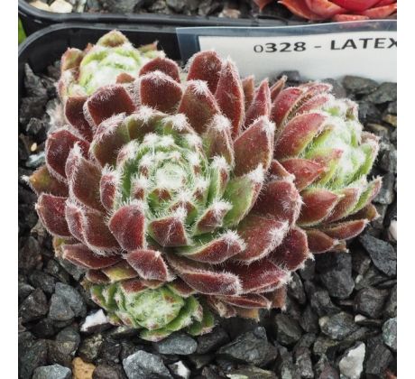 Sempervivum LATEX