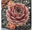 Sempervivum CYRHAM