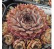 Sempervivum DAINTY LASS