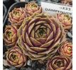 Sempervivum DAMPFNUDELBLUES