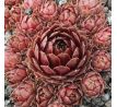 Sempervivum DARK POINT