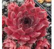 Sempervivum DE KARDIJK