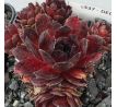 Sempervivum DECIUS