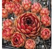 Sempervivum DEEP FIRE