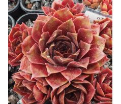 Sempervivum DIANE