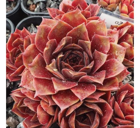 Sempervivum DIANE