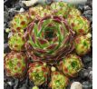 Sempervivum DIMBORO