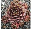 Sempervivum DONNERWETTER