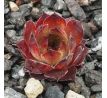 Sempervivum DORNRÖSCHEN