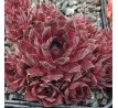 Sempervivum DRACHENBLUT