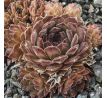 Sempervivum KELPONE