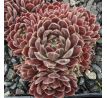 Sempervivum KRISTINA