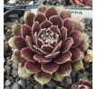 Sempervivum KAPPA