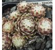 Sempervivum THOMAYERI