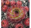 Sempervivum ROSTY