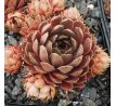 Sempervivum MAHAGONI