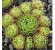 Sempervivum STEWOEL