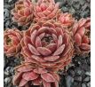 Sempervivum MEISEE