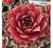 Sempervivum PIP