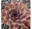 Sempervivum TAUNUS