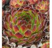 Sempervivum PURDYS