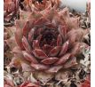 Sempervivum EREBUS