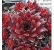 Sempervivum BURNING DESIRE