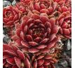 Sempervivum FIERY FURNESS