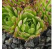 Sempervivum GRUNSPAN