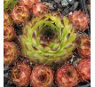 Sempervivum FILOU