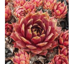 Sempervivum GOEDELE