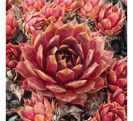 Sempervivum GOEDELE