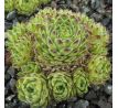 Sempervivum GODAERT