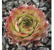 Sempervivum HAVENDIJKER LEGION